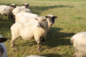 Schafe_im_Herbst2015_12