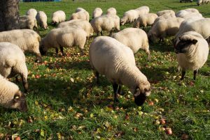 Schafe_im_Herbst2015_26