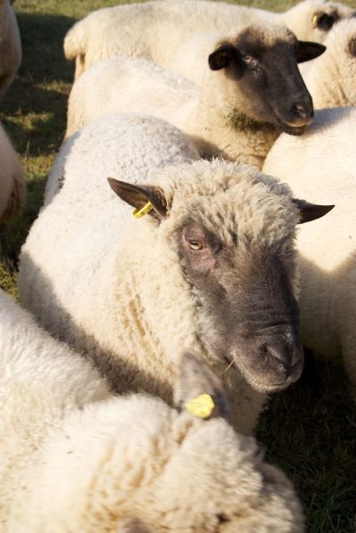 schafe im herbst2015