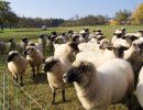 schafe im herbst2015