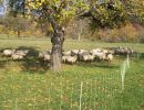 schafe im herbst2015