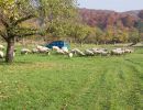 schafe im herbst2015