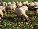 schafe im herbst2015