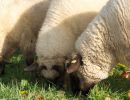 schafe im herbst2015