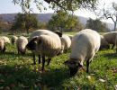 schafe im herbst2015