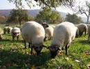 schafe im herbst2015