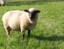 schafe im herbst2015